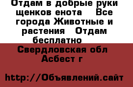 Отдам в добрые руки щенков енота. - Все города Животные и растения » Отдам бесплатно   . Свердловская обл.,Асбест г.